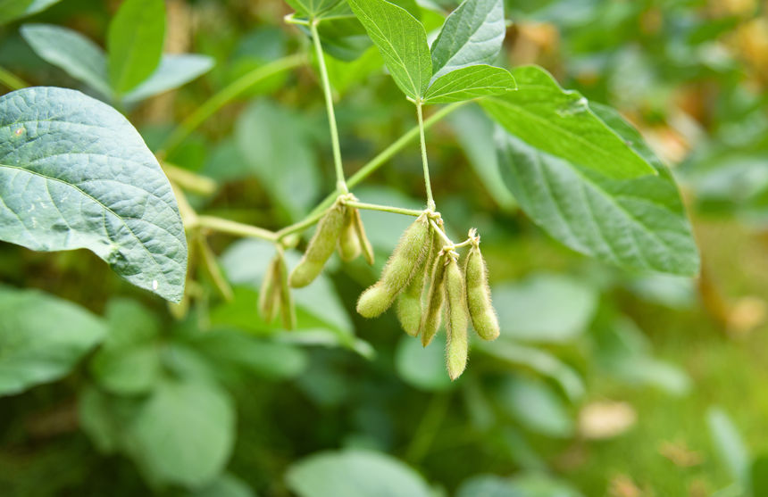 soybean